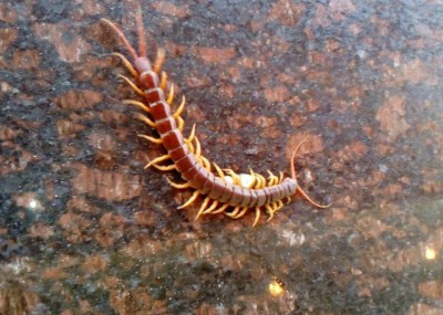 Giant Centipede on Koh Chang