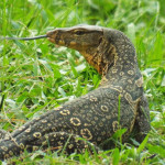 water monitor on koh chang