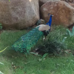 blue peafowl koh chang