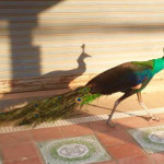 blue peafowl koh chang