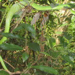 red-tailed racer on Koh Chang