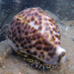 tiger cowrie at koh chang