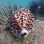 tiger cowrie at koh chang