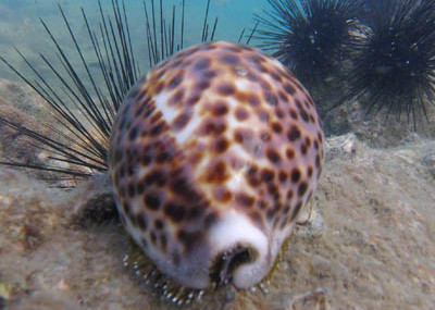 tiger cowrie at koh chang