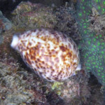 tiger cowrie at koh chang