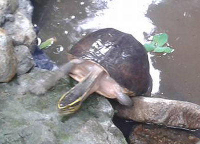 southeast asian box turtle koh chang