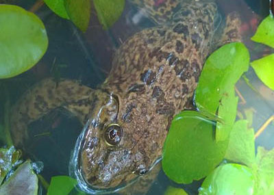 asian giant toad koh chang