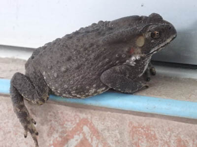 Asiatic Toad on Koh Chang