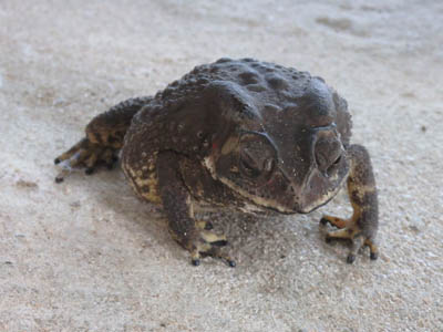 Asiatic Toad on Koh Chang