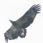 Juvenile White Bellied Sea Eagle at Koh Chang