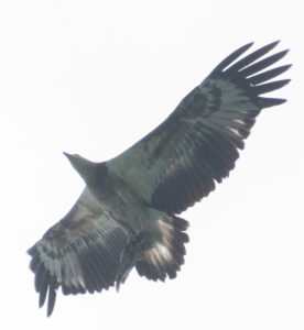 Juvenile White Bellied Sea Eagle at Koh Chang