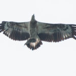 Juvenile White Bellied Sea Eagle at Koh Chang