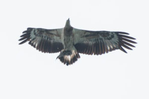 Juvenile White Bellied Sea Eagle at Koh Chang