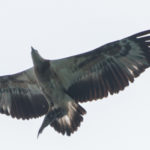 Juvenile White Bellied Sea Eagle at Koh Chang