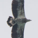 Juvenile White Bellied Sea Eagle at Koh Chang