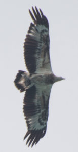 Juvenile White Bellied Sea Eagle at Koh Chang