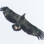 Juvenile White Bellied Sea Eagle at Koh Chang