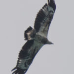 Juvenile White Bellied Sea Eagle at Koh Chang