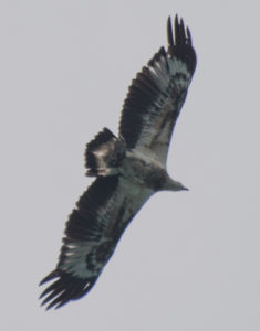 Juvenile White Bellied Sea Eagle at Koh Chang