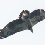 Juvenile White Bellied Sea Eagle at Koh Chang