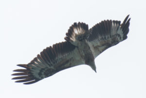 Juvenile White Bellied Sea Eagle at Koh Chang