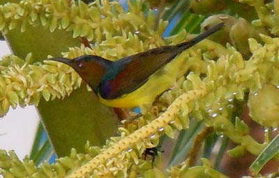 brown-throated sunbird koh chang