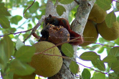 finlayson's squirrel on koh chang