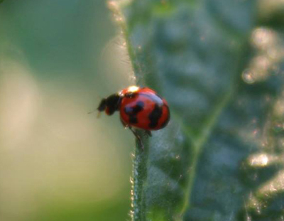 coccinella transversalis koh chang