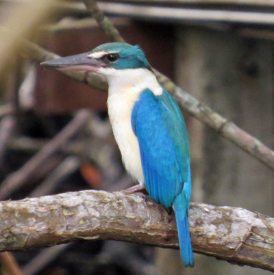 collared kingfisher on koh chang