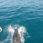 common bottlenose dolphin koh chang