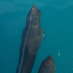 common bottlenose dolphin koh chang