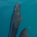 common bottlenose dolphin koh chang