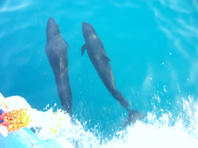 common bottlenose dolphin koh chang