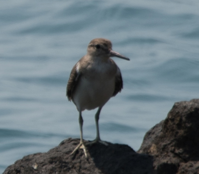 common redshank on koh chang