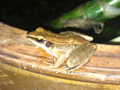 dark-flanked stream frog
