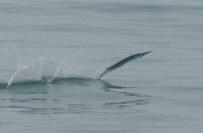 Garfish jumping at Koh Chang