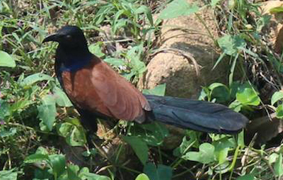 greater coucal koh chang