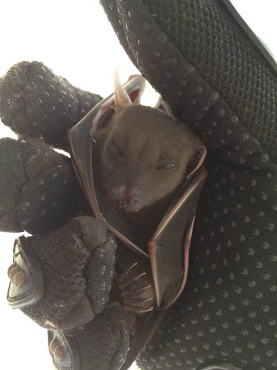 greater short-nosed fruit bat on koh chang