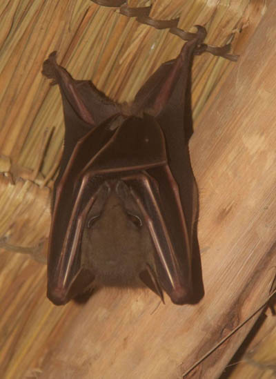 greater short-nosed fruit bat on koh chang