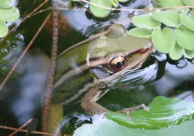 common green frog on koh chang