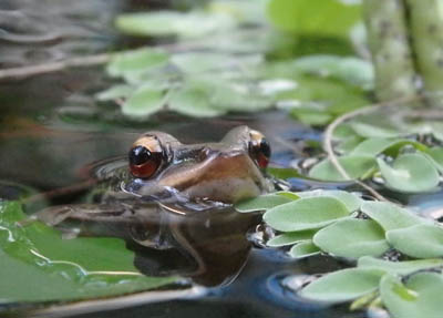 common green frog on koh chang