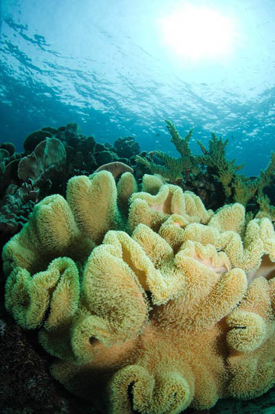 mertens sea anemone koh chang