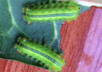 nettle caterpillar koh chang