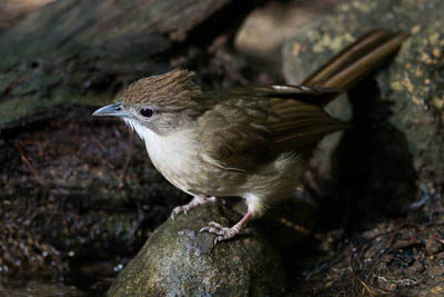 ochraceous bulbul koh chang