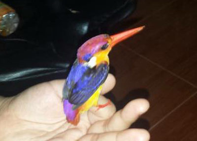 Oriental Dwarf Kingfisher Koh Chang