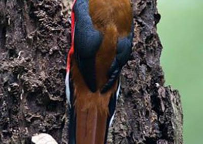 red-headed trogon koh chang