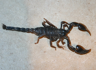 giant forest scorpion on koh chang