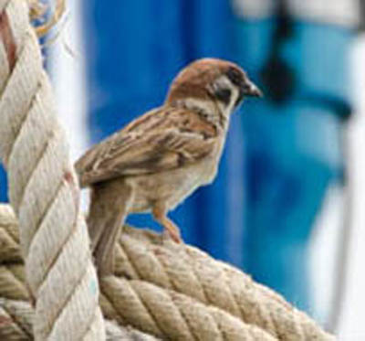 house sparrow koh chang