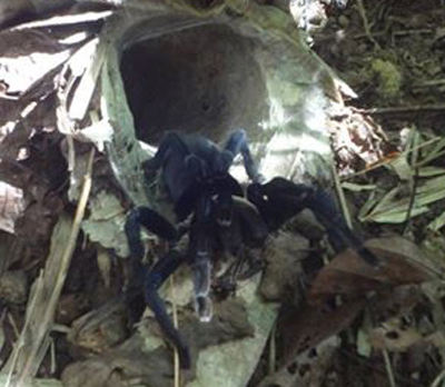 Thailand Black Tarantula