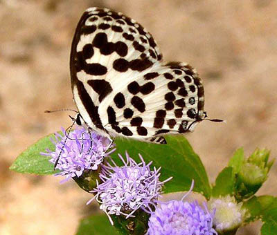 common pierrot koh chang